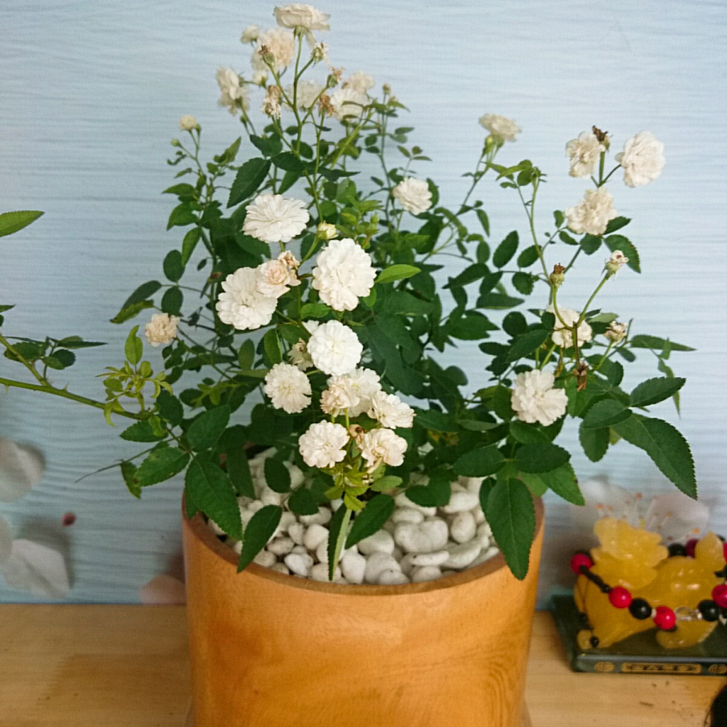 Cây Hồng Bạch Trà - cây cảnh để bàn