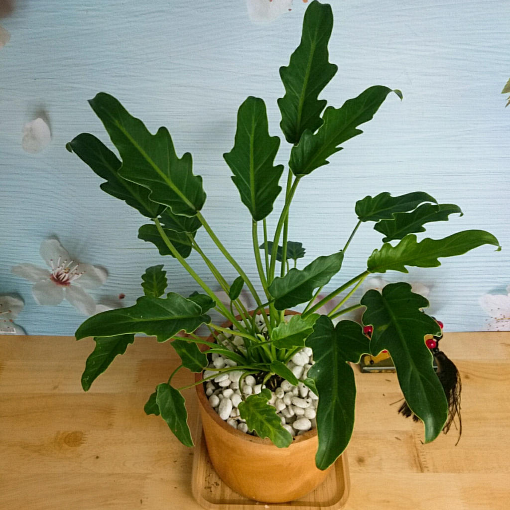 Cây trầu bà chân vịt - Cây cảnh trong nhà