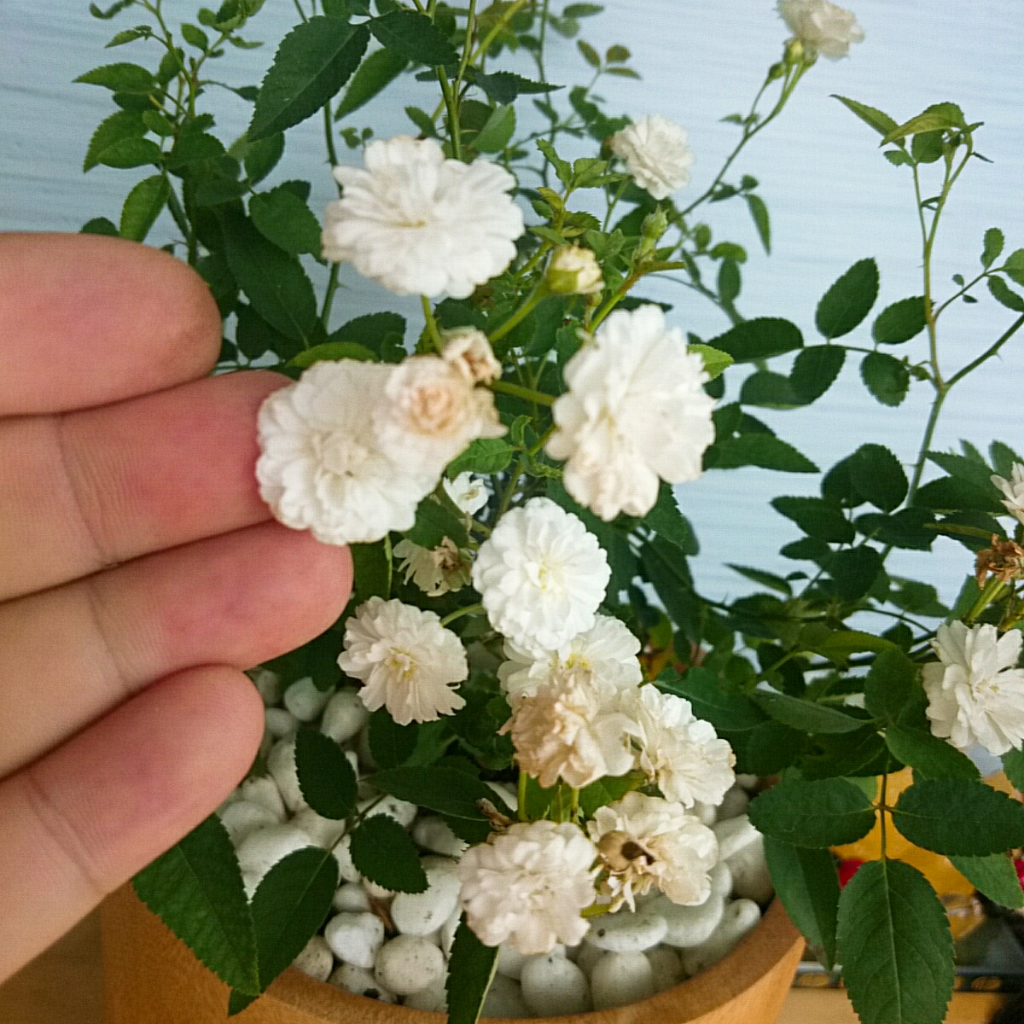 Cây Hồng Bạch Trà - cây cảnh để bàn