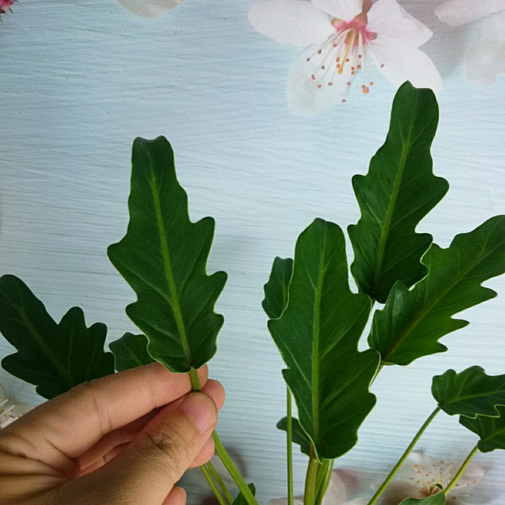 Cây trầu bà chân vịt - Cây cảnh trong nhà