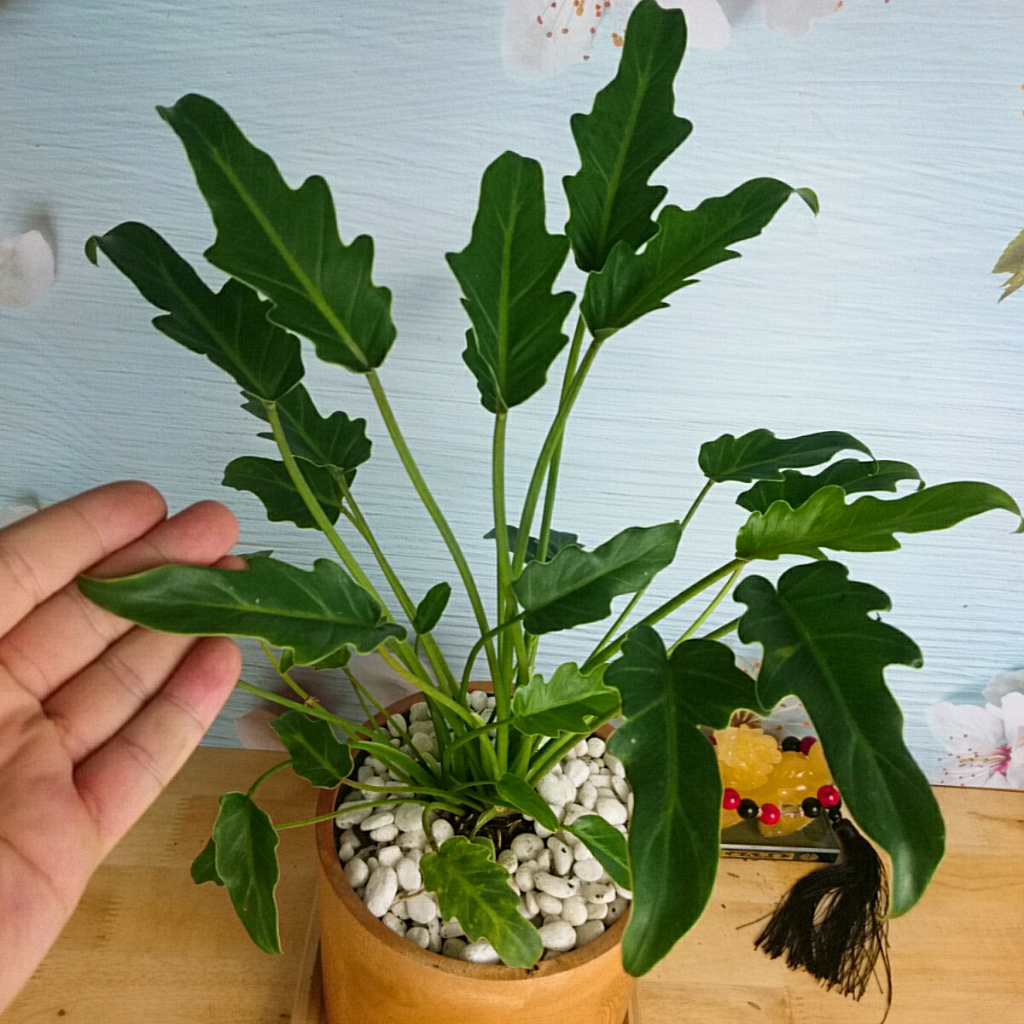 Cây trầu bà chân vịt - Cây cảnh trong nhà