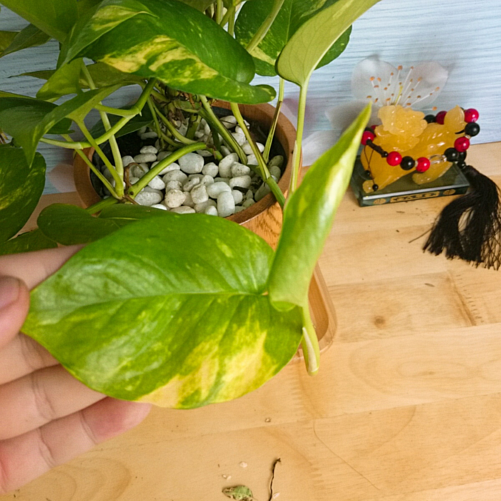 Cây trầu bà xanh - cây cảnh mini