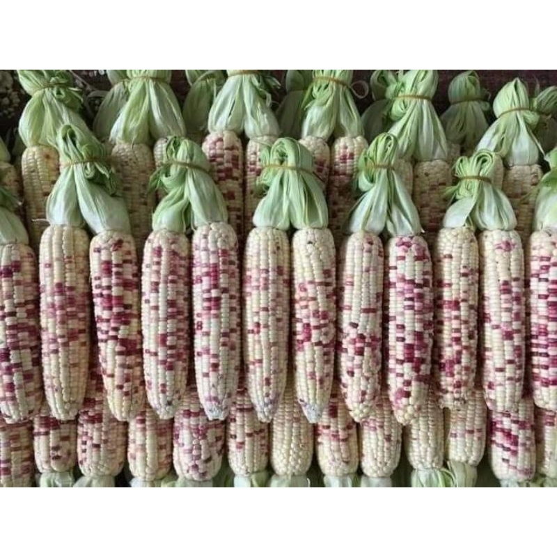 hạt giống ngô nếp tím trắng thái lan 10gr  💥SALE LỚN💥 chất lượng cao