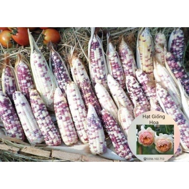 hạt giống ngô nếp tím trắng thái lan 10gr  💥SALE LỚN💥 chất lượng cao