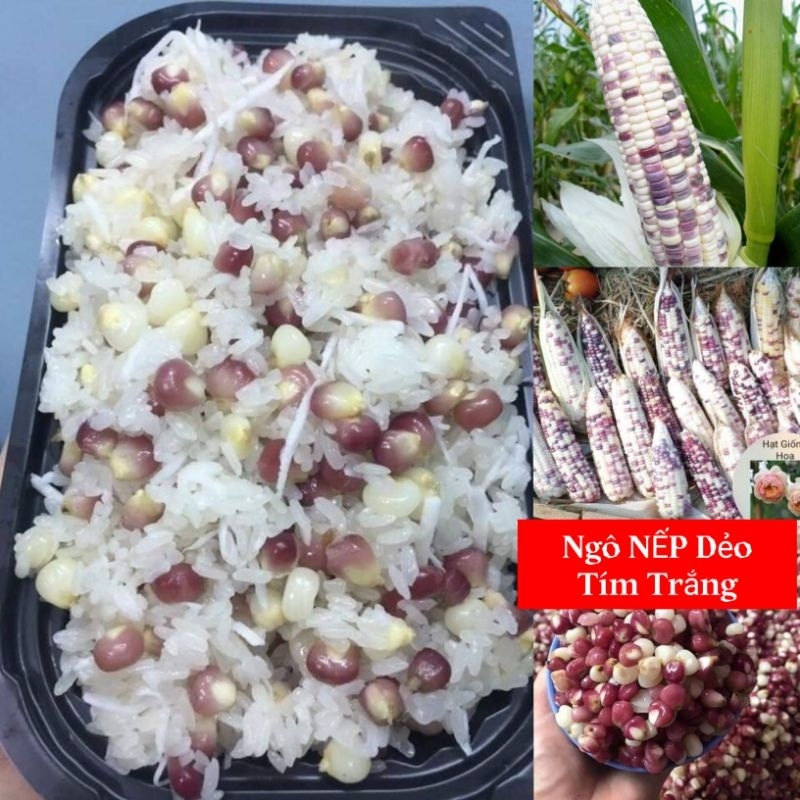 hạt giống ngô nếp tím trắng thái lan 10gr  💥SALE LỚN💥 chất lượng cao
