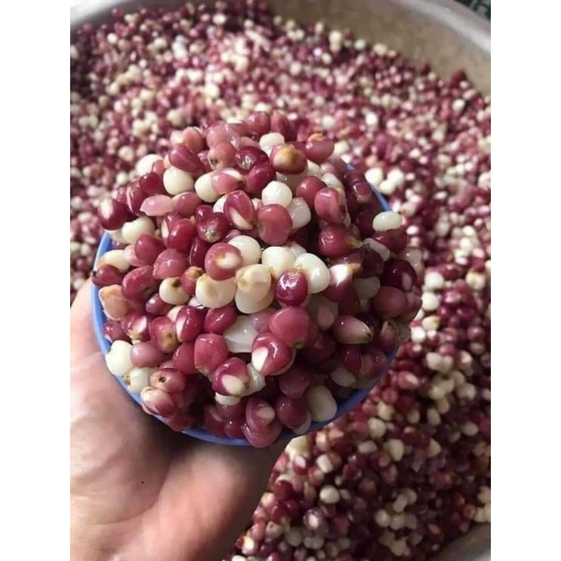 hạt giống ngô nếp tím trắng thái lan 10gr  💥SALE LỚN💥 chất lượng cao