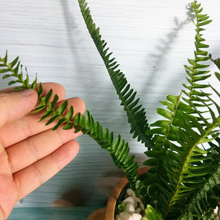 Cây Dương Xỉ Lá Me - Trồng Ban Công Sân Vườn, Trồng Tiểu Cảnh chịu nắng tốt dễ chăm sóc