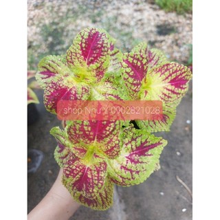 Lá gấm Juicy