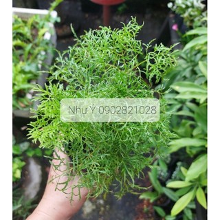 Cây Đinh lăng lá kim, lá nhuyễn