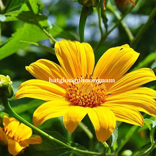0,5 Gram - Hạt Giống Hoa Dã Quỳ Vàng Phương Nam