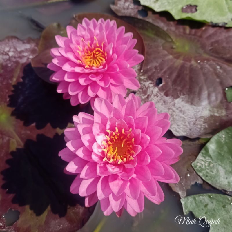 Hoa súng hồng kép Malikan (chỉ giao miền Nam) | Shopee Việt Nam