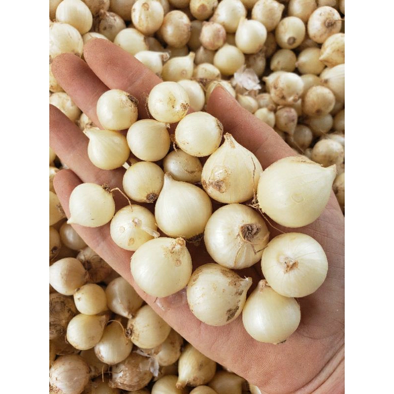 Hành tăm, củ nén loại 1 tại Hà Nội ( hành bi, củ to, sạch, trắng, già ...