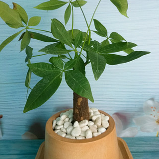 Cây Kim Ngân - cây cảnh để bàn