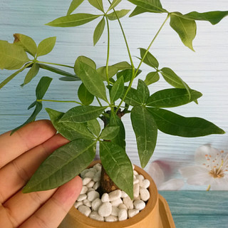 Cây Kim Ngân - cây cảnh để bàn