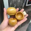 Cóng tre cật chim chào mào (Jambul cup ) gắn sẵn tai nan thưa