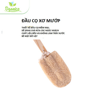 Cọ Rửa Ly / XƠ MƯỚP / Cây Rửa Ly Xơ Mướp Vi Lâm CRLXM