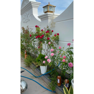 PHÂN BÓN HOA HỒNG - DỊCH CHUỐI ĐỖ - PHÂN BÓN SIÊU TỐT CHO HOA