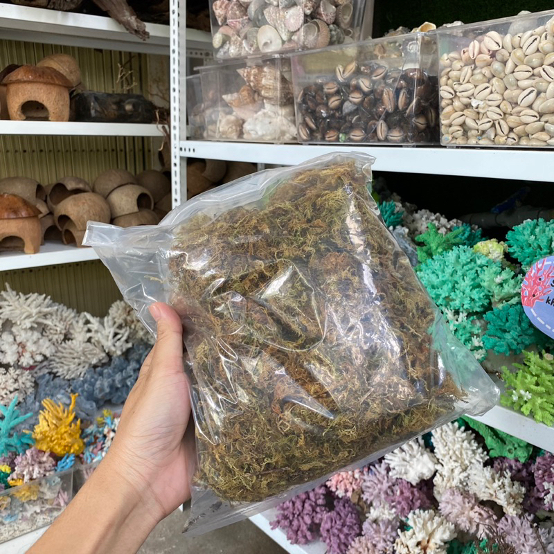 Rêu rừng lót chuồng cho ốc mượn hồn, ốc rụt rè, dã tràng, cua ẩn sỉ ...