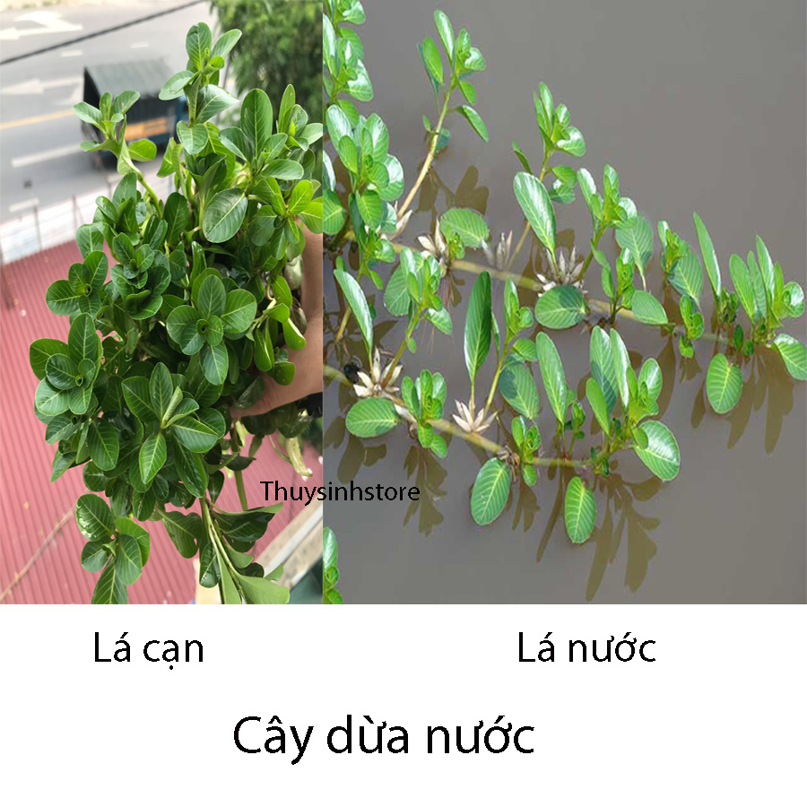 Cây Rau Dừa Nước 10 cây | Shopee Việt Nam