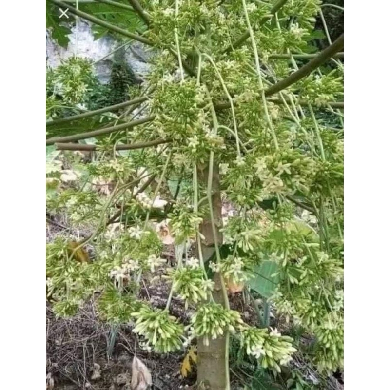 hạt giống đu đủ thu bông siêu hoa, RẤT NHIỀU CÔNG DUNG, HÀNG CHUẨN XỊN
