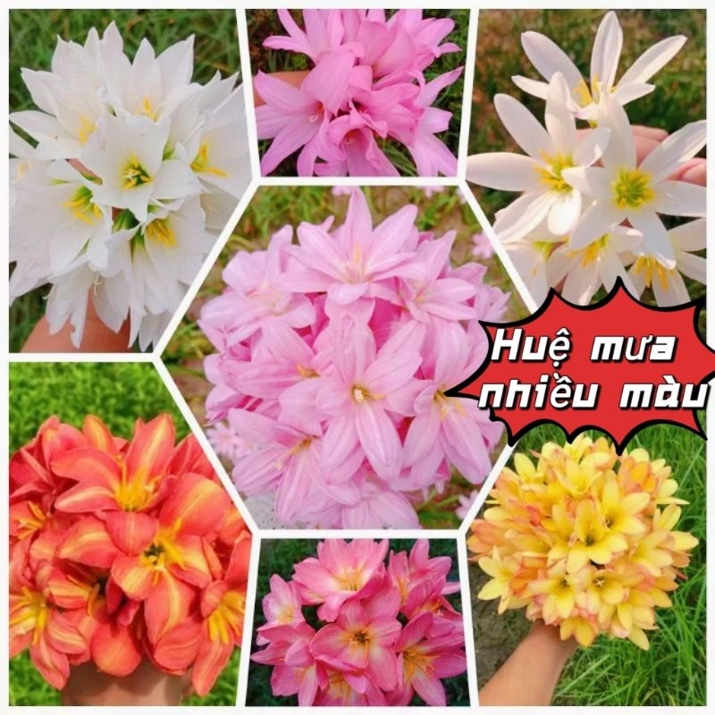 💖 Củ giống Hoa Huệ Mưa Nhiều Màu 20 củ 💯 Rất Đẹp💗 Cực kỳ dễ trồng, sống lâu năm