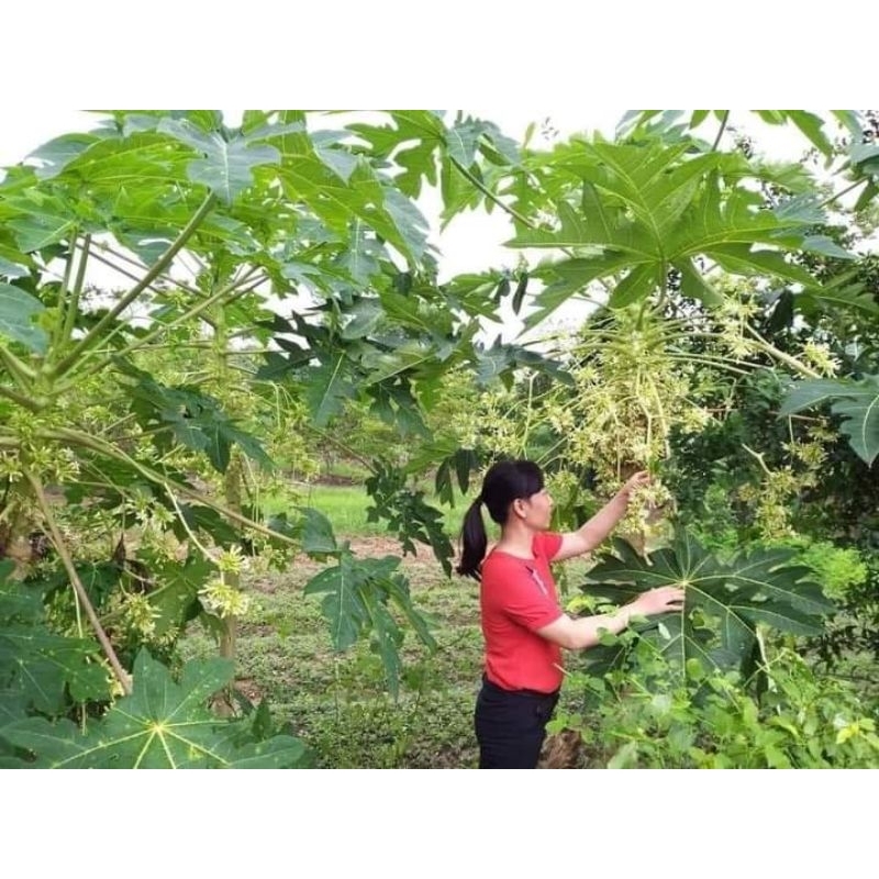 hạt giống đu đủ thu bông siêu hoa, RẤT NHIỀU CÔNG DUNG, HÀNG CHUẨN XỊN