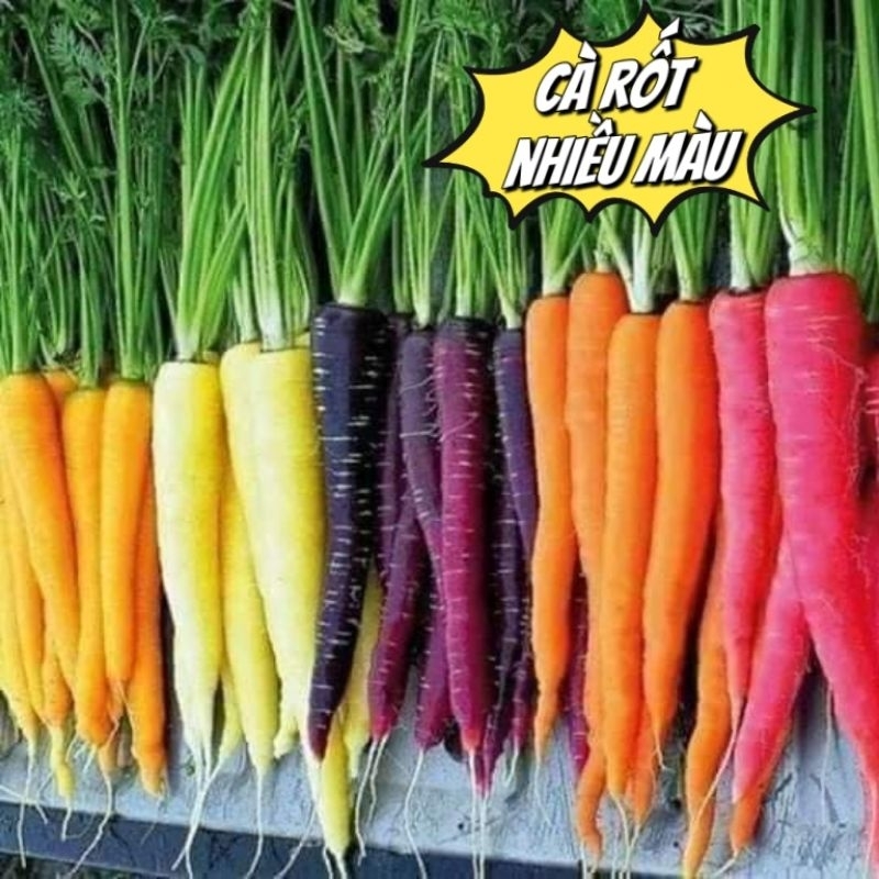 HẠT GIỐNG CÀ RỐT NHIỀU MÀU, MỚI LẠ, RẤT BẮT MẮT, ĂN CỰC NGON.