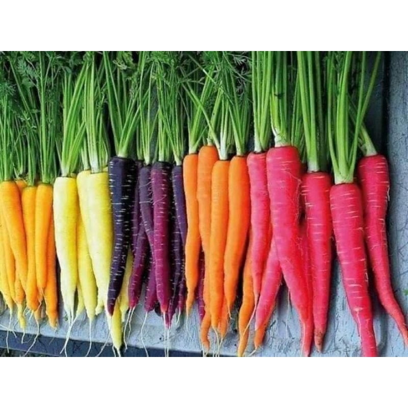 HẠT GIỐNG CÀ RỐT NHIỀU MÀU, MỚI LẠ, RẤT BẮT MẮT, ĂN CỰC NGON.