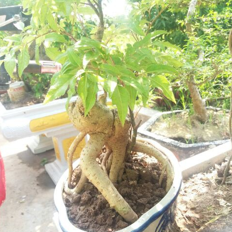 Nguyên tắc cơ bản để chiếu sáng một cây đinh lăng bonsai?
