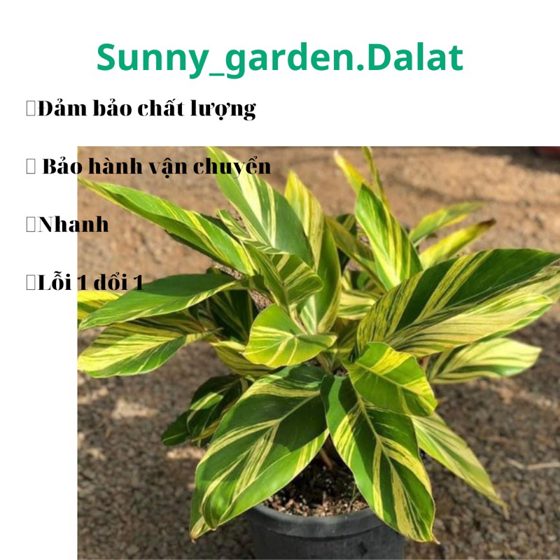 Chậu cứng Variegated Shell Ginger- riềng var | Shopee Việt Nam
