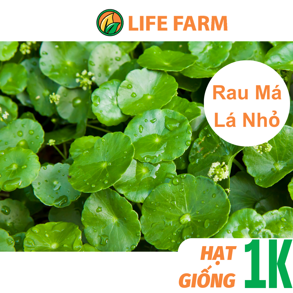 Hạt Giống Rau Má Lá Nhỏ (Small Leaf Pennywort Seeds) – Free Gift Included