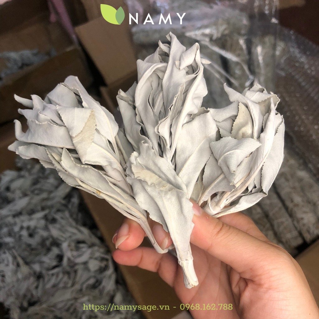 [NHẬP KHẨU] Xô Thơm Trắng ( White Sage) Thảo mộc Thanh tẩy | Shopee ...