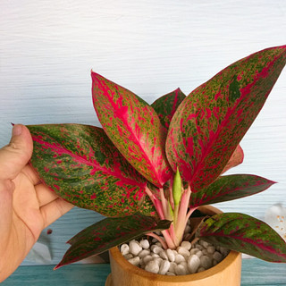 Cây Như Ý - cây cảnh để bàn