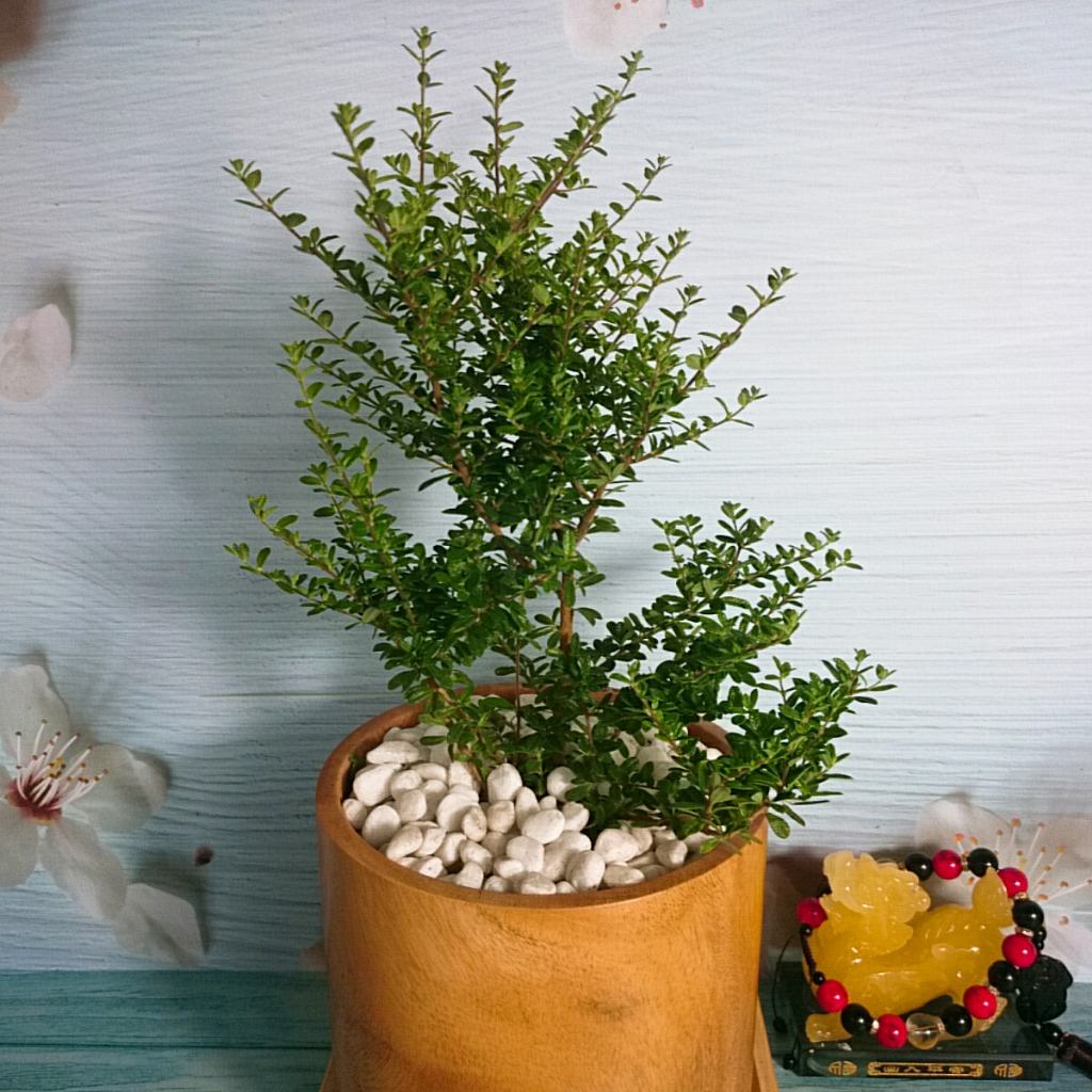 Cây Hàm Hương - cây tỏa mùi thơm như cây hương thảo mùi cam quýt, vani, mật ong
