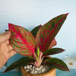 Cây Như Ý - cây cảnh để bàn