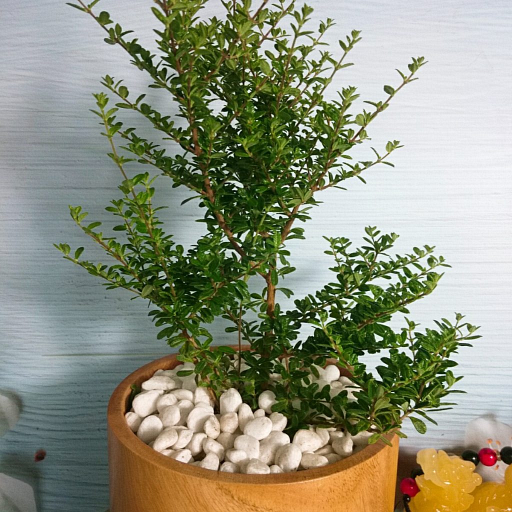 Cây Hàm Hương - cây tỏa mùi thơm như cây hương thảo mùi cam quýt, vani, mật ong