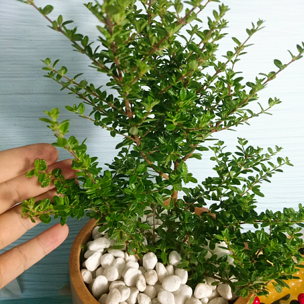 Cây Hàm Hương - cây tỏa mùi thơm như cây hương thảo mùi cam quýt, vani, mật ong