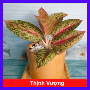 Cây thịnh vượng - Cây cảnh để bàn