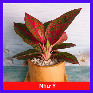 Cây Như Ý - cây cảnh để bàn