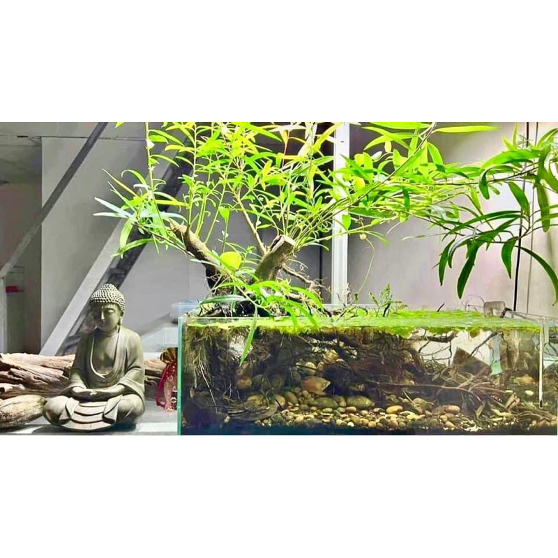 cây rù rì thủy sinh , biotop 20-25 cm | Shopee Việt Nam