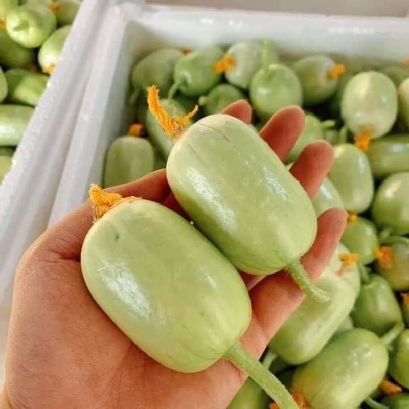 Hạt Giống Dưa Chuột Nữ Hoàng Ngọc Nữ 💥 Mới lạ ăn dòn ngọt rất đáng trồng