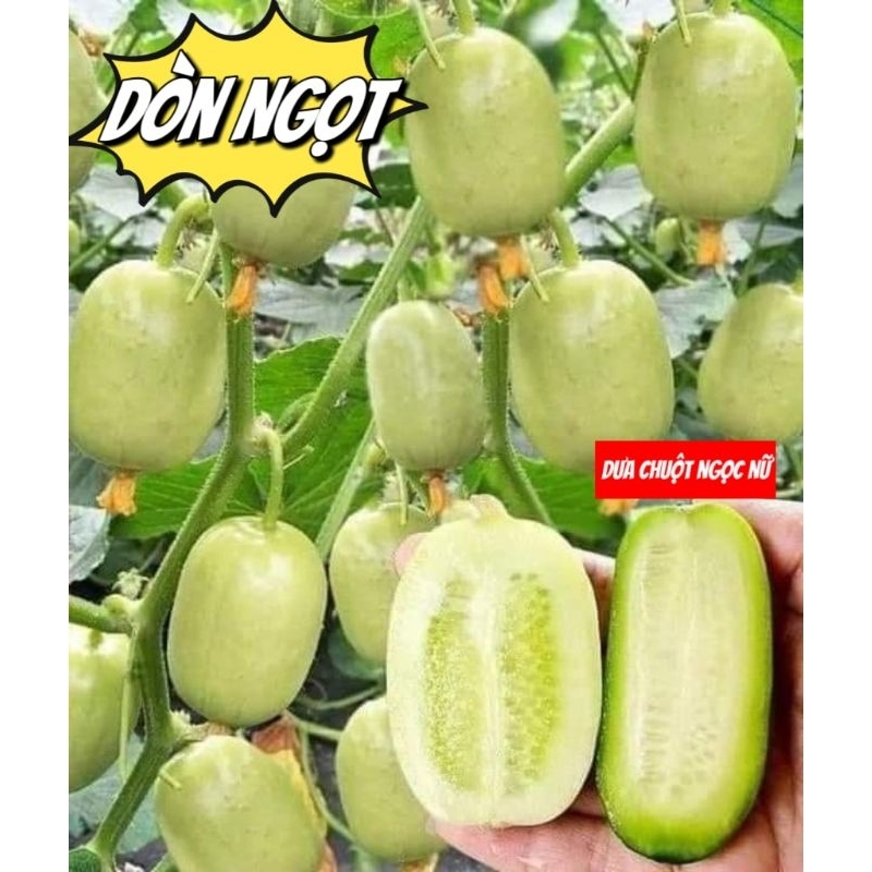 Hạt Giống Dưa Chuột Nữ Hoàng Ngọc Nữ 💥 Mới lạ ăn dòn ngọt rất đáng trồng