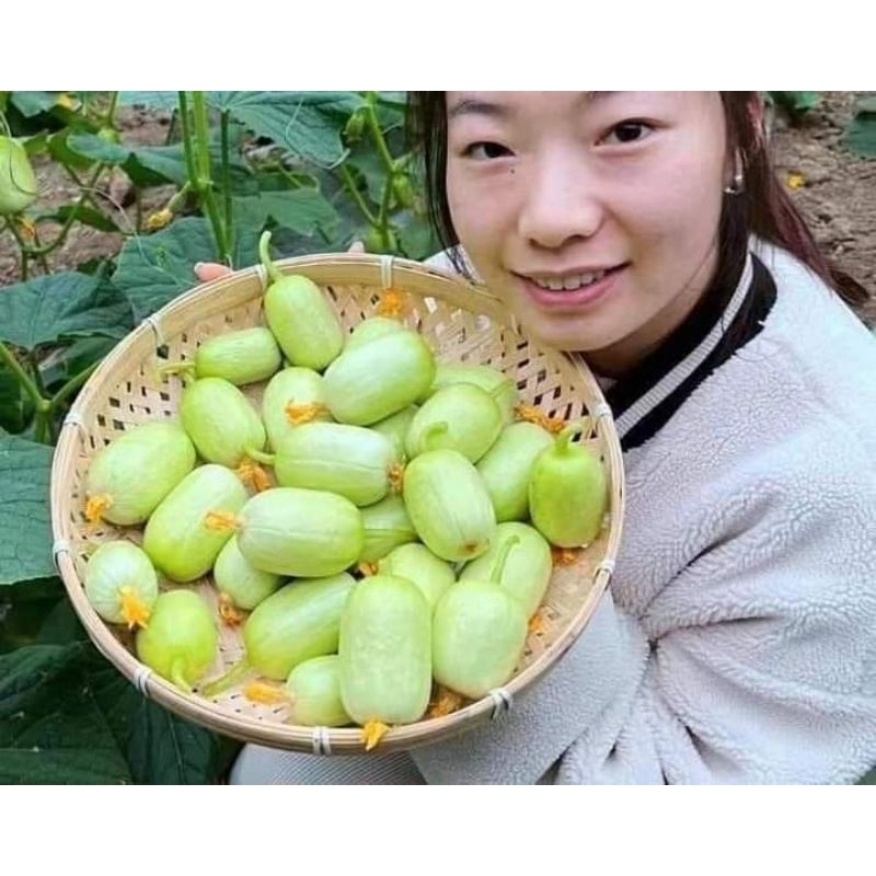 Hạt Giống Dưa Chuột Nữ Hoàng Ngọc Nữ 💥 Mới lạ ăn dòn ngọt rất đáng trồng