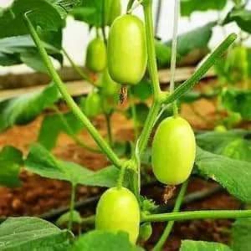 Hạt Giống Dưa Chuột Nữ Hoàng Ngọc Nữ 💥 Mới lạ ăn dòn ngọt rất đáng trồng