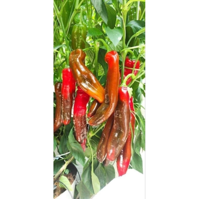 Hạt Giống Ớt Ngọt Khổng Lồ Sweet Palermo Nhập Khẩu, Ăn Ngon Rất Năng Suất
