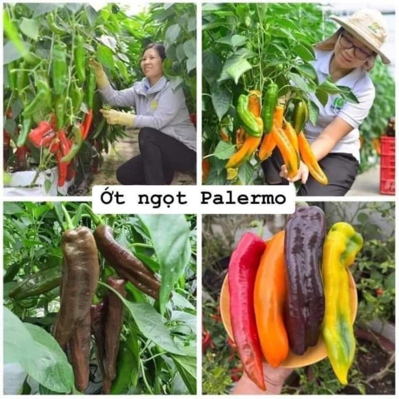 Hạt Giống Ớt Ngọt Khổng Lồ Sweet Palermo Nhập Khẩu, Ăn Ngon Rất Năng Suất