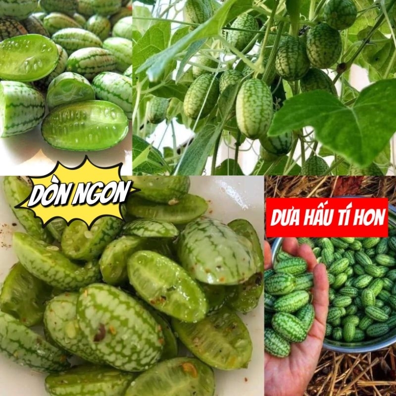 Hạt Giống Dưa Hấu Tí Hon ❣️ Mới Lạ, Ăn Rất Dòn Ngon, Sai Quả Dễ Trồng