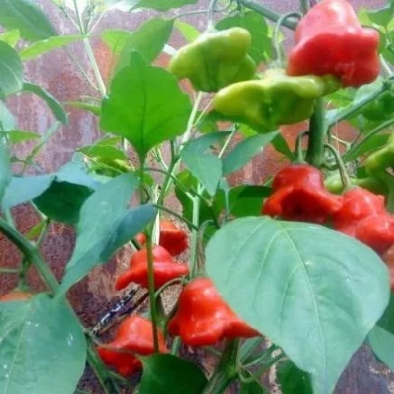 Hạt Giống Ớt Hoa Hồng, Rất Đẹp, Vừa Làm Cảnh Và Ăn Thơm, Cay Nhẹ