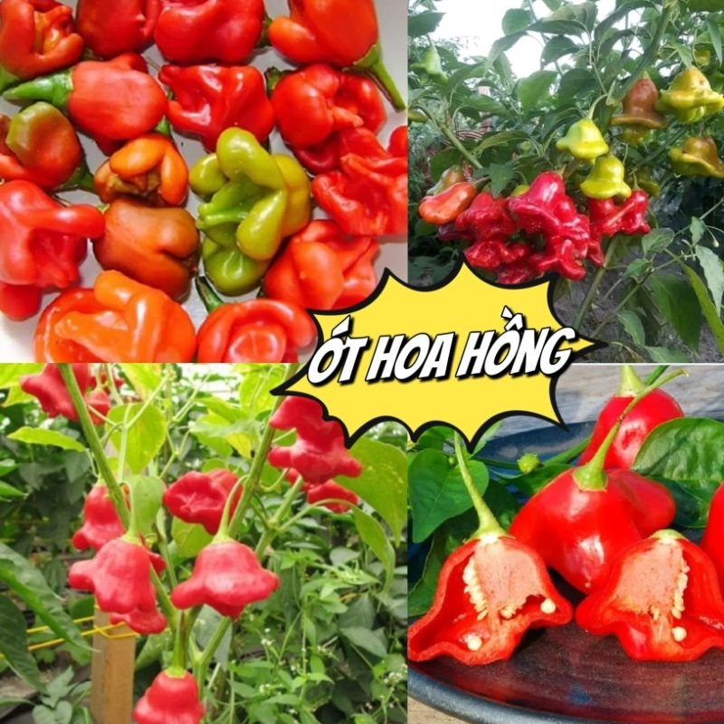 Hạt Giống Ớt Hoa Hồng, Rất Đẹp, Vừa Làm Cảnh Và Ăn Thơm, Cay Nhẹ