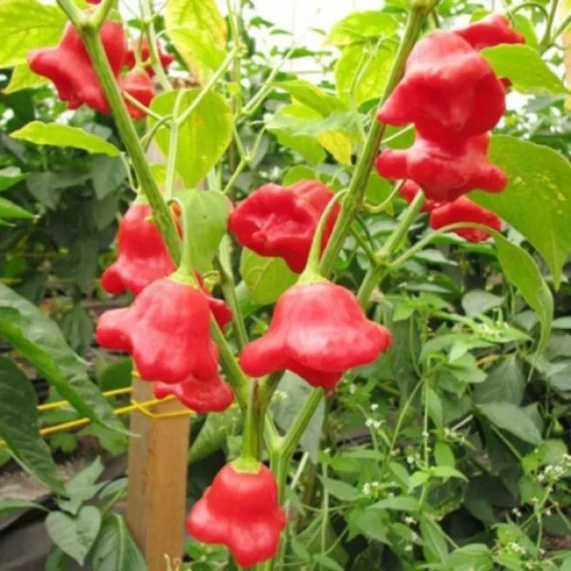 Hạt Giống Ớt Hoa Hồng, Rất Đẹp, Vừa Làm Cảnh Và Ăn Thơm, Cay Nhẹ